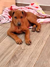 Cucciolo maschio Rhodesian Ridgeback