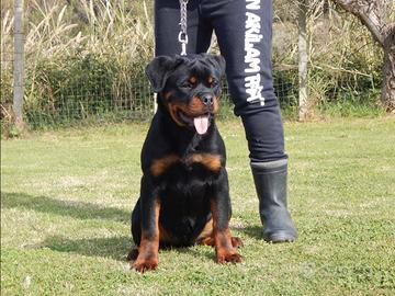 Rottweiler cucciola