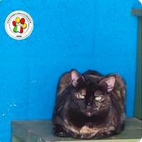 Femmina 2 anni circa