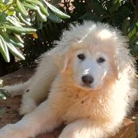 Pastore maremmano abruzzese