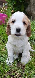 Cuccioli di cocker spaniel inglese