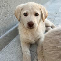 Cuccioli simil LABRADOR
