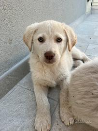 Cuccioli simil LABRADOR