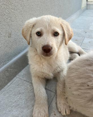 Cuccioli simil LABRADOR