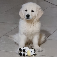 Golden retriever. Stallone per monta