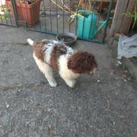 Cucciolo di Lagotto con Pedigree