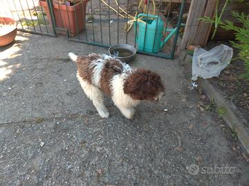 Cucciolo di Lagotto con Pedigree