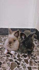 Conigli testa di leone