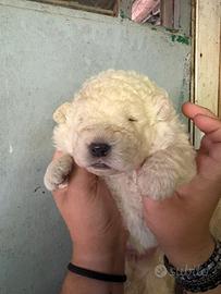 Cuccioli di pastore Abruzzese Maremmano