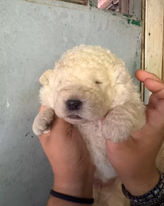 Cuccioli di pastore Abruzzese Maremmano