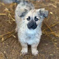 VANESA, cucciola taglia PICCOLA super coccolona