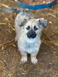 VANESA, cucciola taglia PICCOLA super coccolona