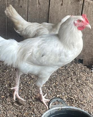 Galletto di razza Australop bianco