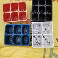 vaschette per semina ortaggi