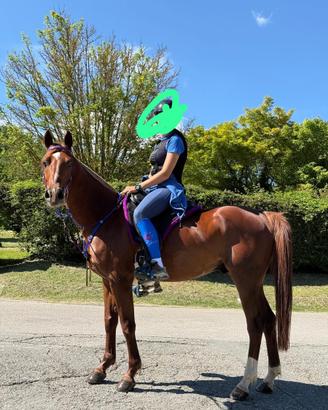 Cavallo Arabo-Sardo 2017 /Endurance120km