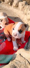 Cuccioli Amstaff