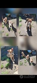 Cuccioli piccola taglia