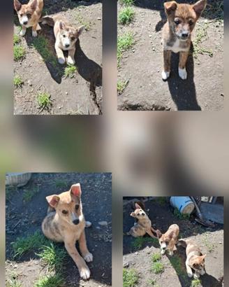 Cuccioli piccola taglia