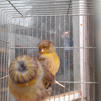 Canarini selezionati