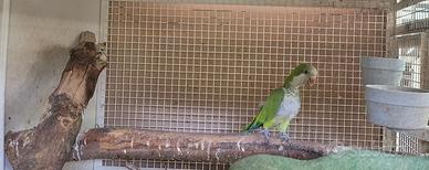 Coppia monaci ancestrale