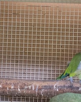 Coppia monaci ancestrale