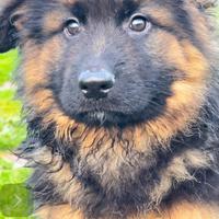 Cucciolo Pastore Tedesco Pelo Lungo