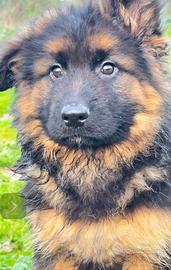 Cucciolo Pastore Tedesco Pelo Lungo