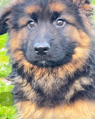 Cucciolo Pastore Tedesco Pelo Lungo