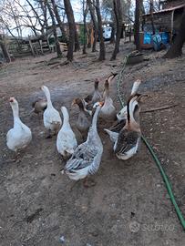 Oche 11 varie razze. piu 10 galline e un gallo
