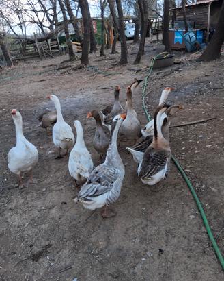 Oche 11 varie razze. piu 10 galline e un gallo