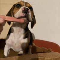 Maschietto di Beagle tricolore