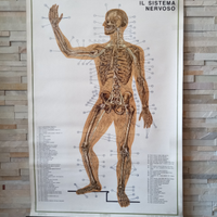 Manifesto didattico PARAVIA del 1969