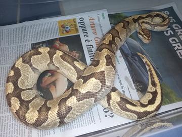 Pitone reale Enchi Fire het Clown 2017