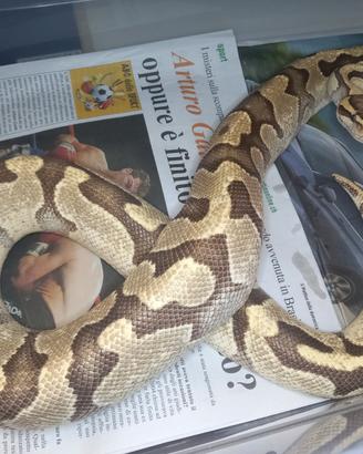 Pitone reale Enchi Fire het Clown 2017