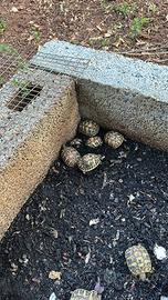 Tartarughe hermanni hermanni