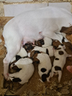 jack-russell-con-pedigree