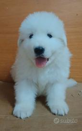 Meravigliosi cuccioli di Pastore Abruzzese Maremma