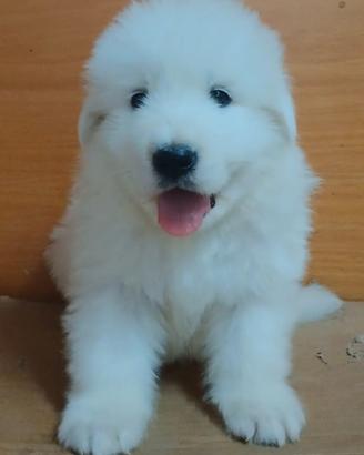 Meravigliosi cuccioli di Pastore Abruzzese Maremma