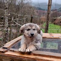 Cuccioli mix Akita Inu e Pastore guardiano