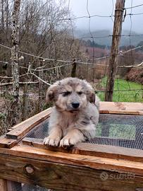 Cuccioli mix Akita Inu e Pastore guardiano