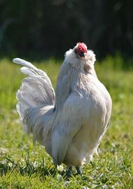 coppia barbuta d'anversa 