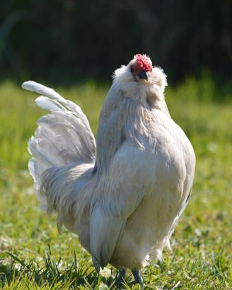 coppia barbuta d'anversa 