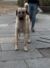 Kangal / pastore dell'Anatolia per monta