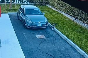 golf 7, 5