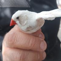 Diamantini uccelli