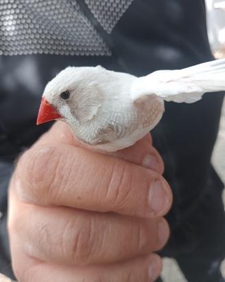 Diamantini uccelli