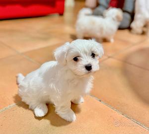 Maltese