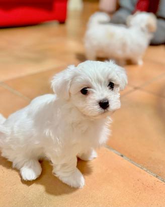 Maltese