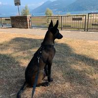 Pastore Belga Malinois femmina