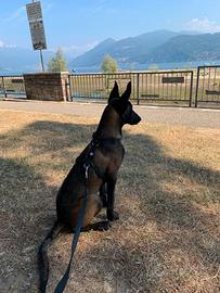 Pastore Belga Malinois femmina